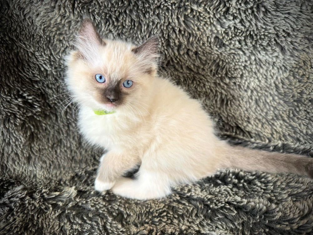 Horchata Seal point mitted MALE - AVAILABLE
