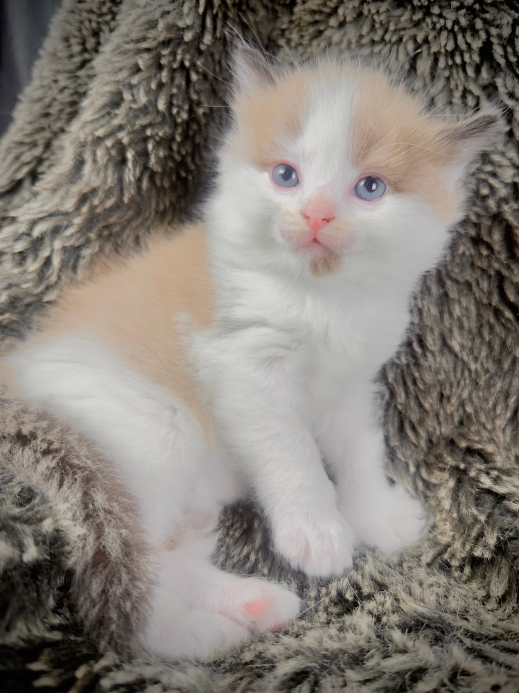 Kanpai - Seal Mink Bicolor -FEMALE - AVAILABLE 10/25/25