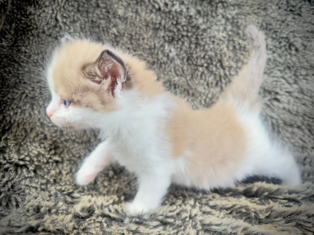 Kanpai - Seal Mink Bicolor -FEMALE - AVAILABLE 10/25/25