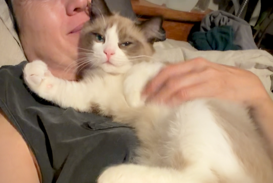 Ragdolls as Emotional Support Cats