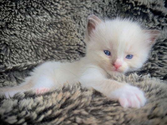 Chibi  chocolate/seal traditional mitted with a blaze - FEMALE - AVAILABLE 10/25/25