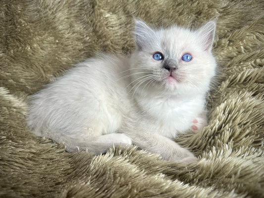 Romeo - Male - UNAVAILABLE