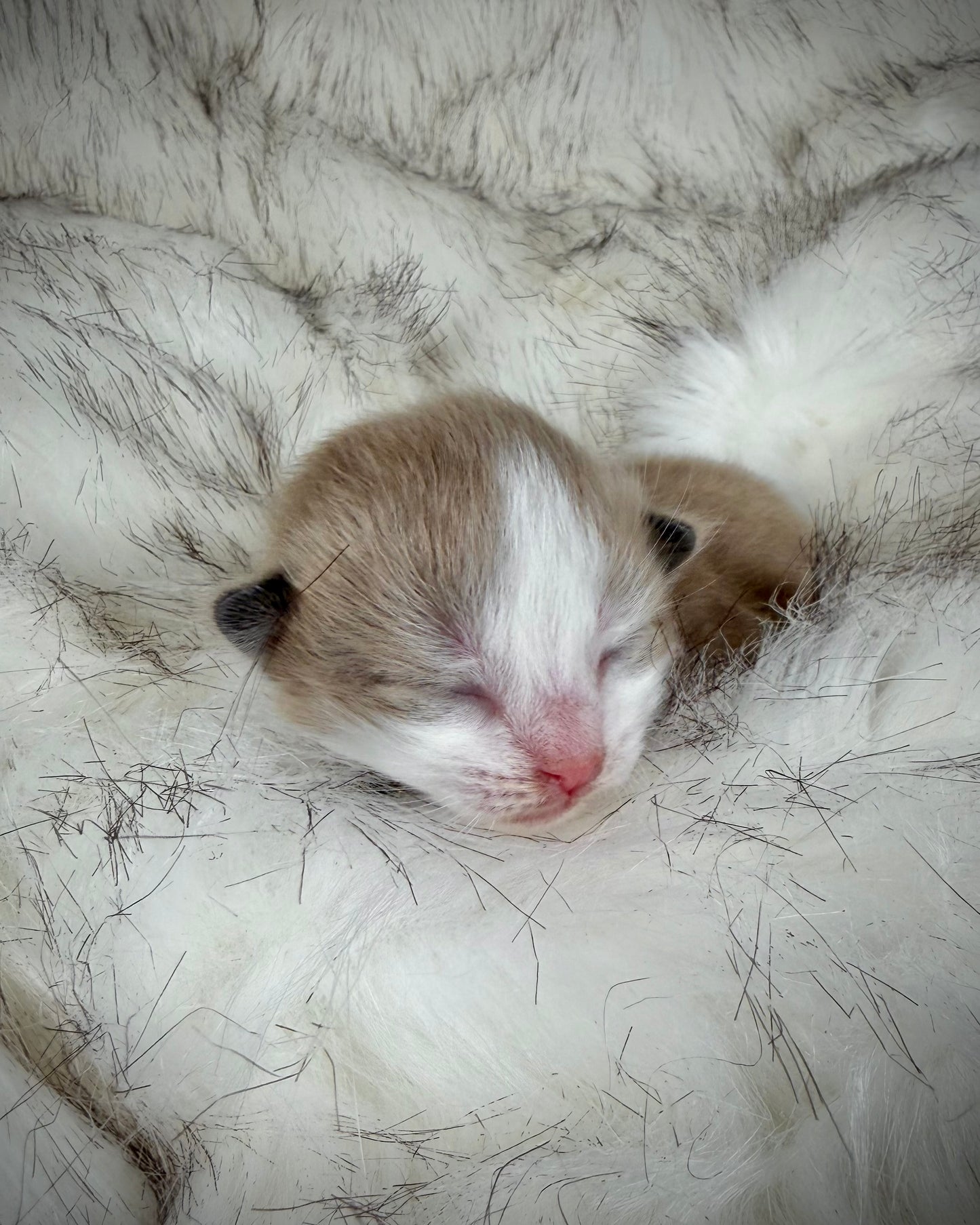 Gnocchi   - MALE  - Seal Sepia/Mink Bicolor