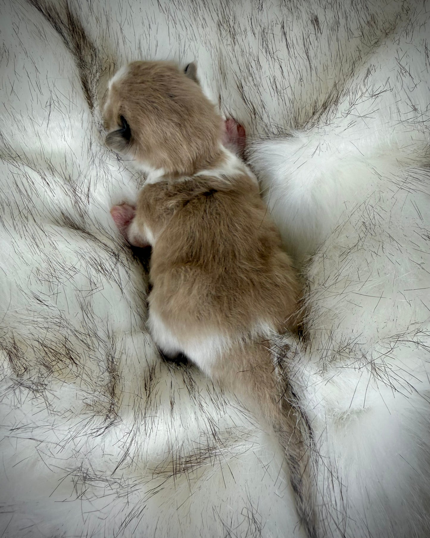 Gnocchi   - MALE  - Seal Sepia/Mink Bicolor