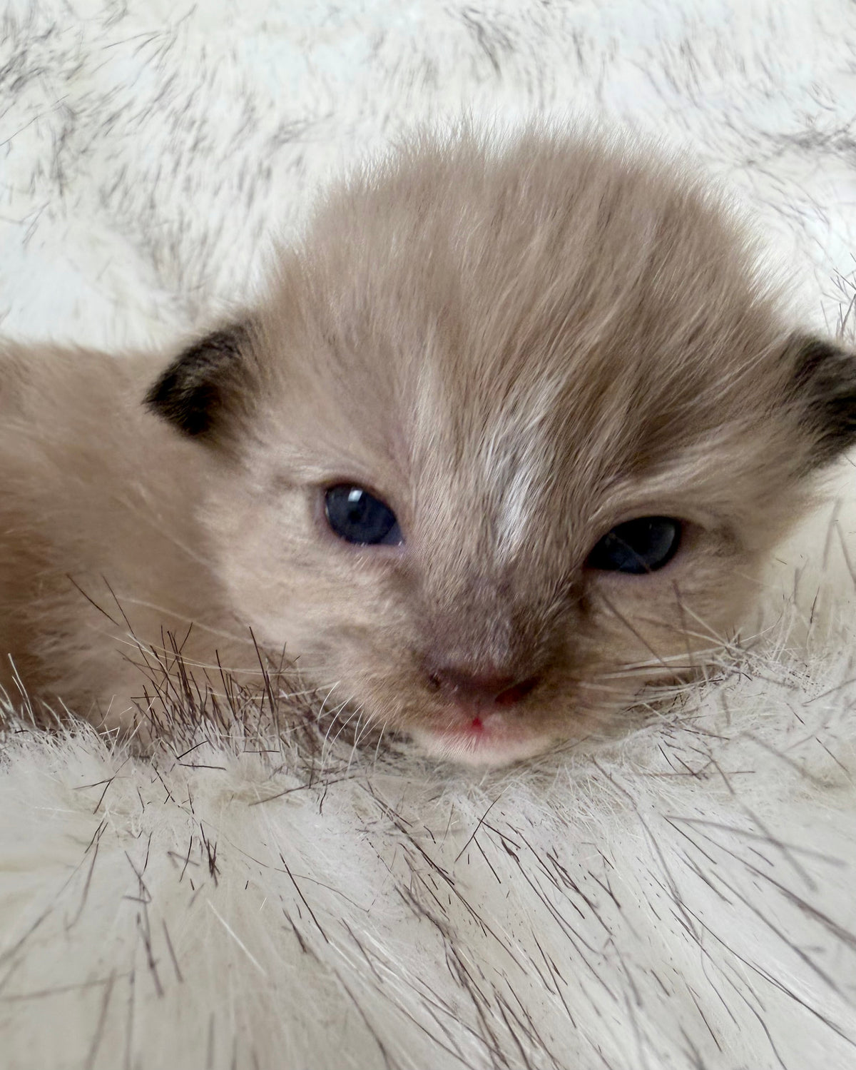 Gemelli   - FEMALE  - Seal Sepia/Mink mitted with Blaze