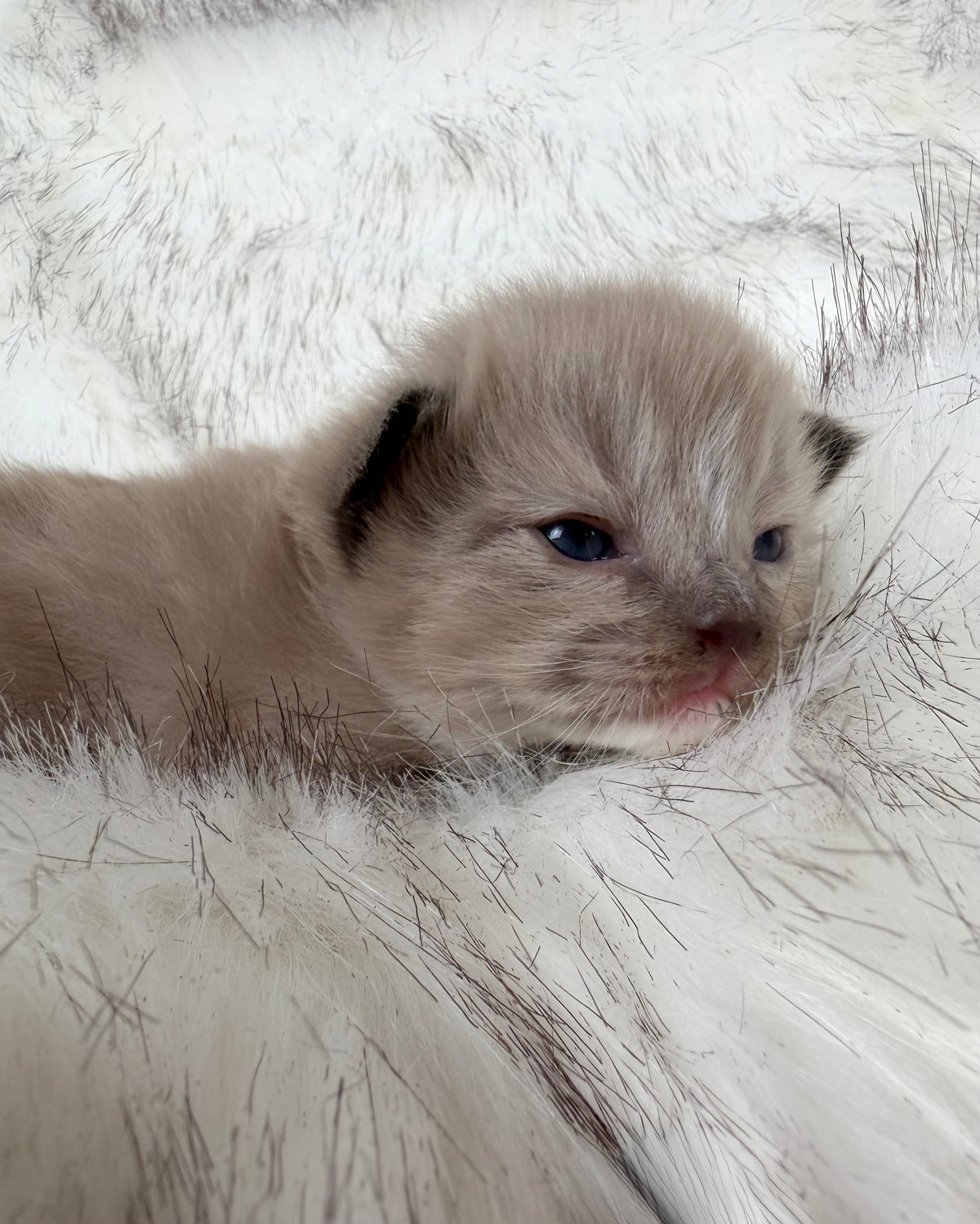 Gemelli   - FEMALE  - Seal Sepia/Mink mitted with Blaze
