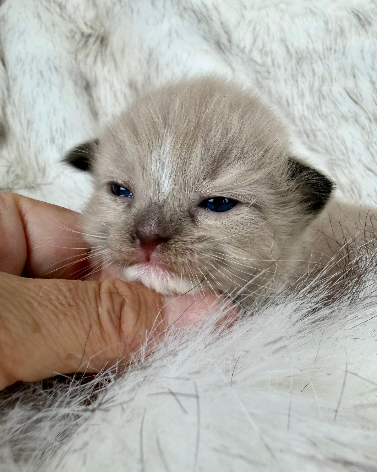 Gemelli   - FEMALE  - Seal Sepia/Mink mitted with Blaze