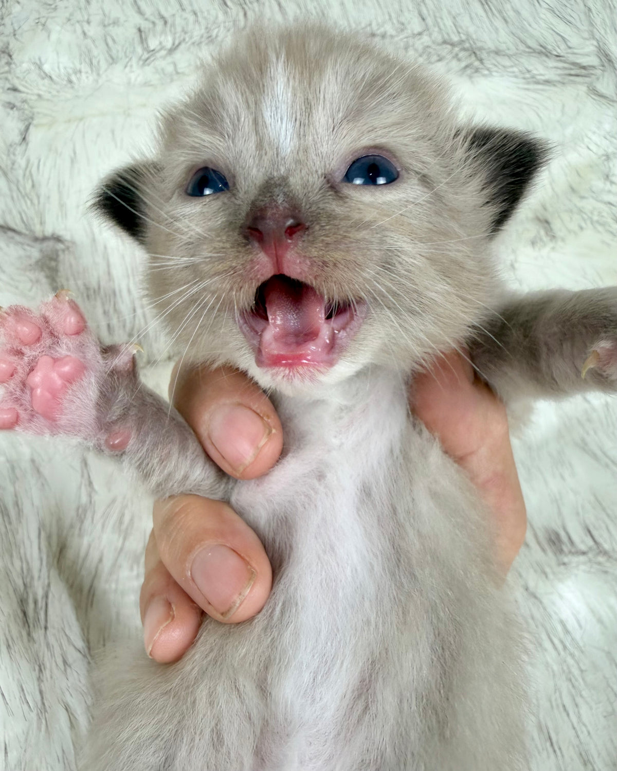 Gemelli   - FEMALE  - Seal Sepia/Mink mitted with Blaze