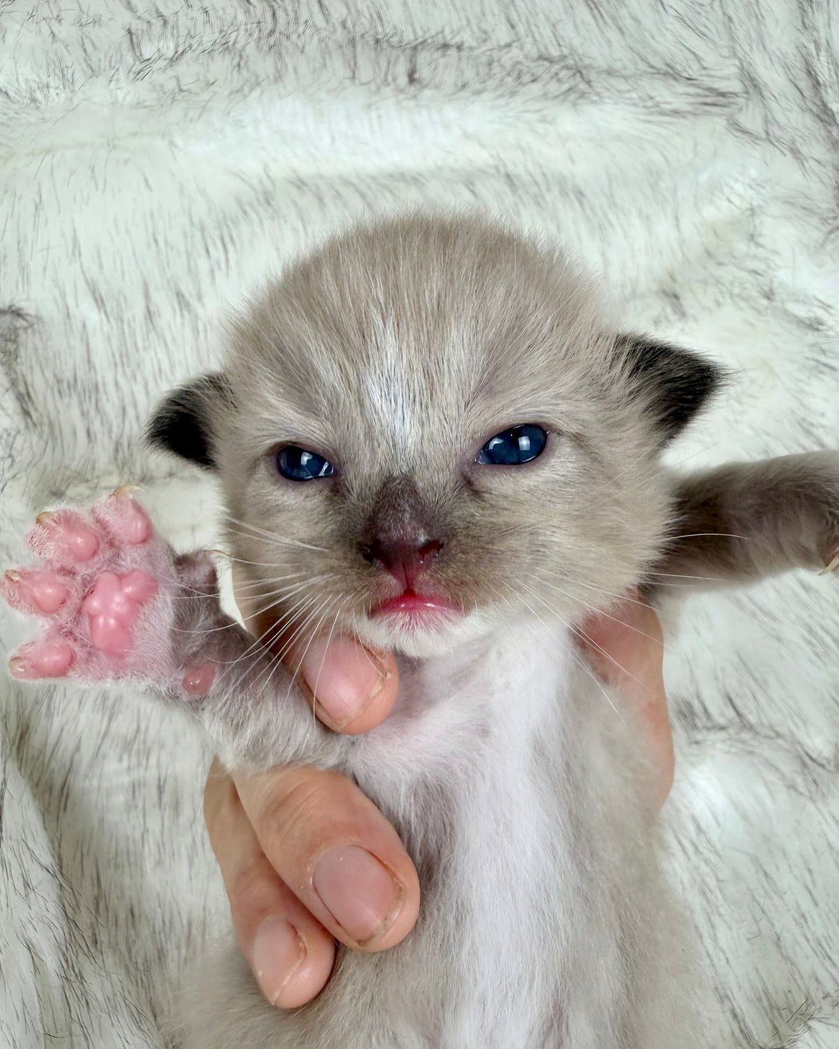 Gemelli   - FEMALE  - Seal Sepia/Mink mitted with Blaze