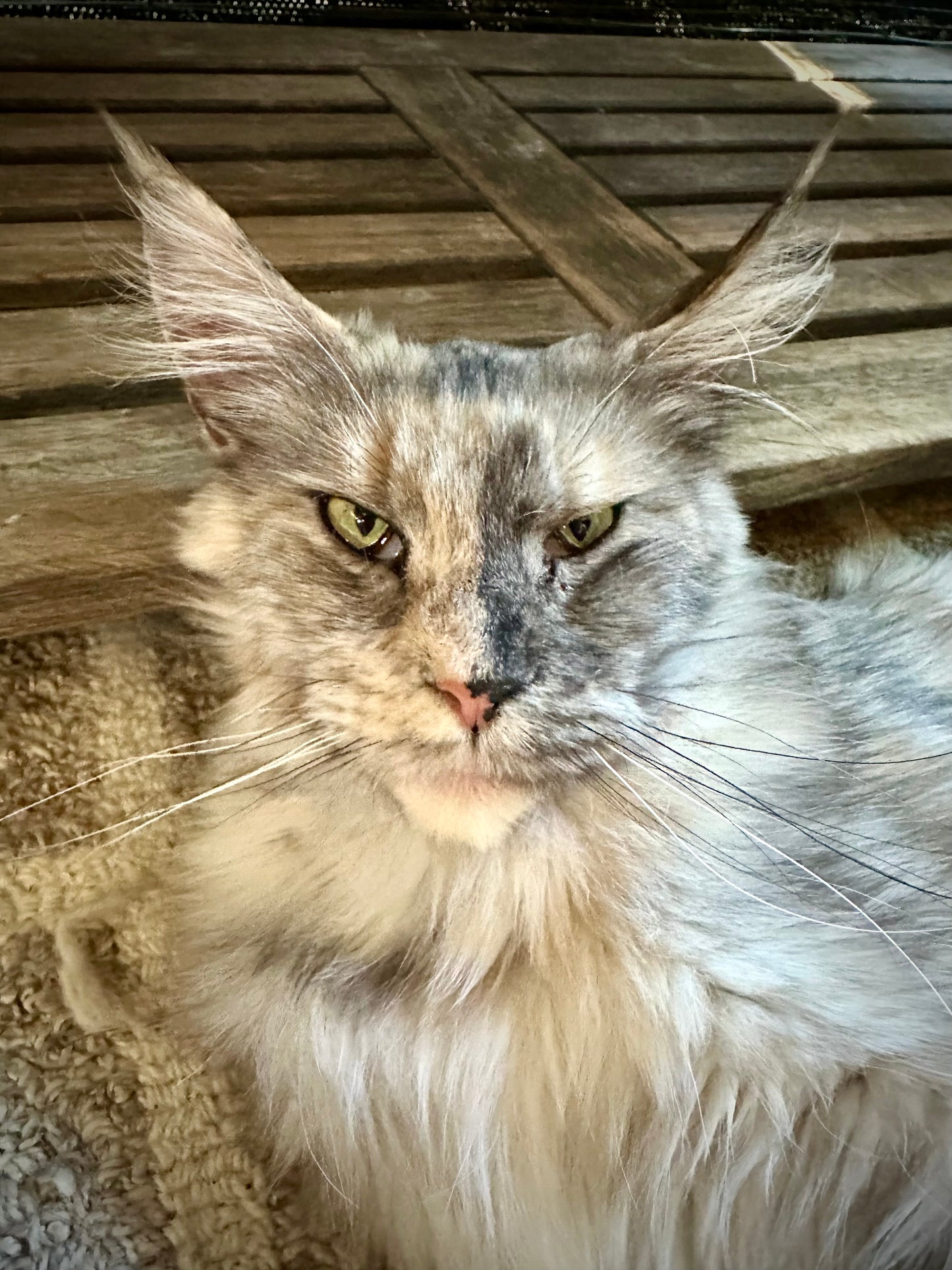Isabella    -  FEMALE  - Tortie Maine Coon