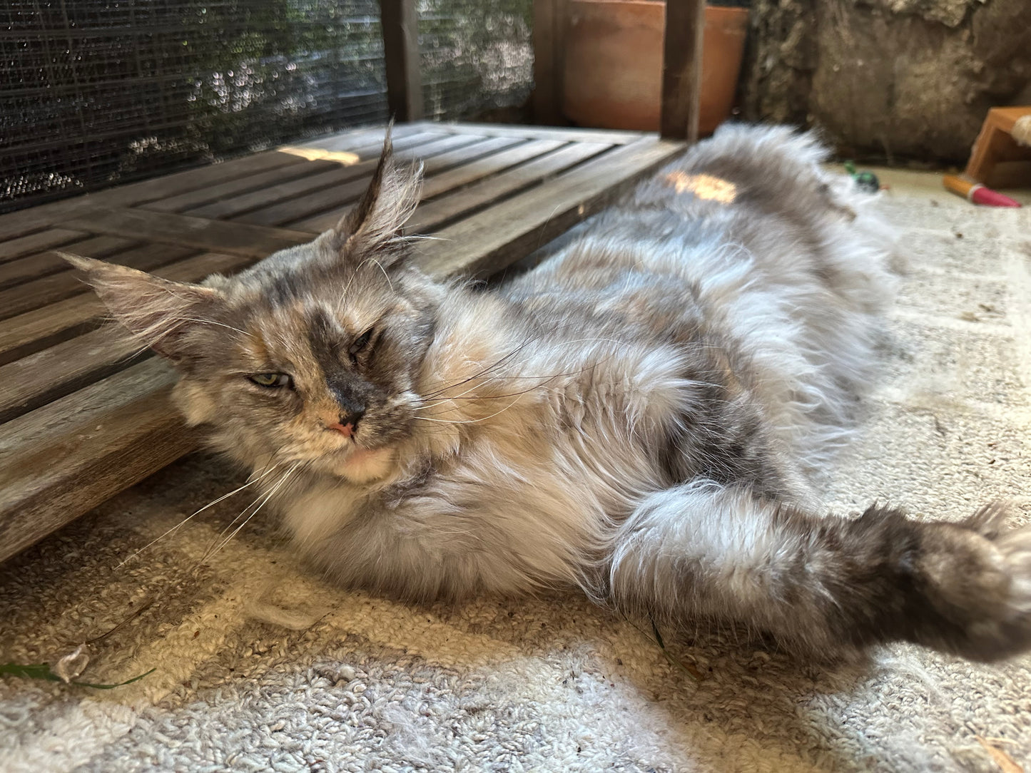 Isabella    -  FEMALE  - Tortie Maine Coon
