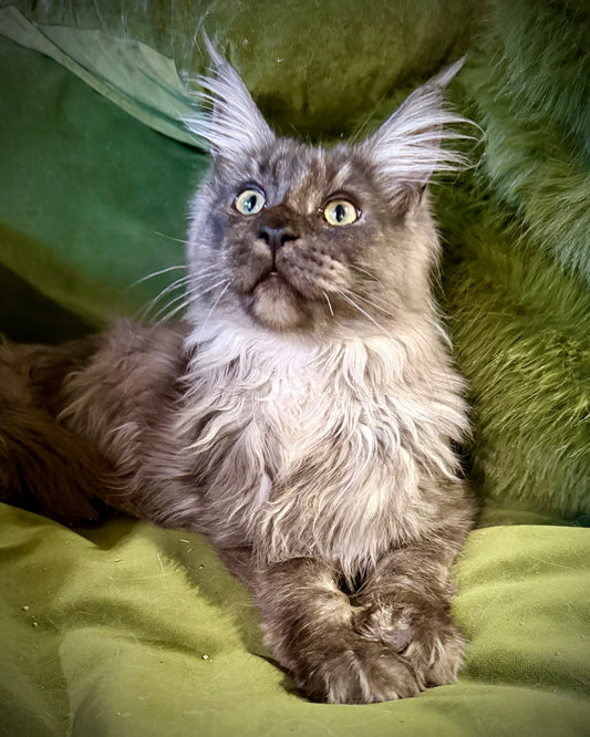 Vesper   - FEMALE  - black smoke