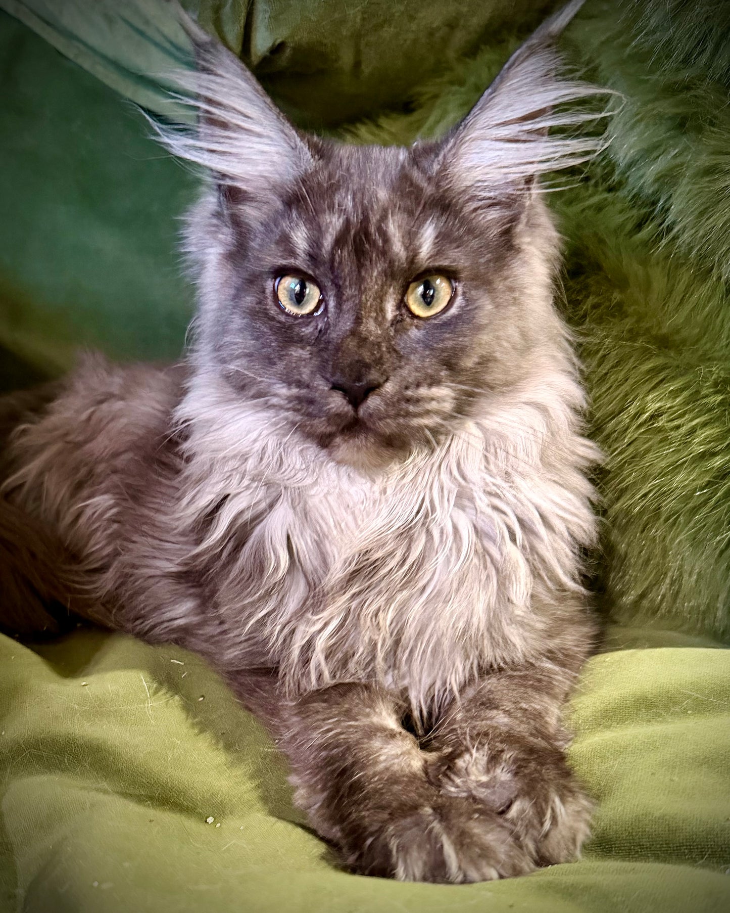 Vesper   - FEMALE  - black smoke