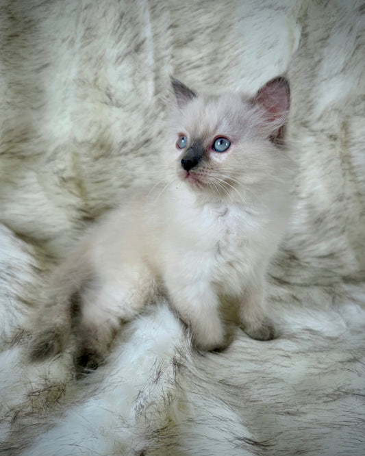 Țrinity   - FEMALE  - blue point tortie