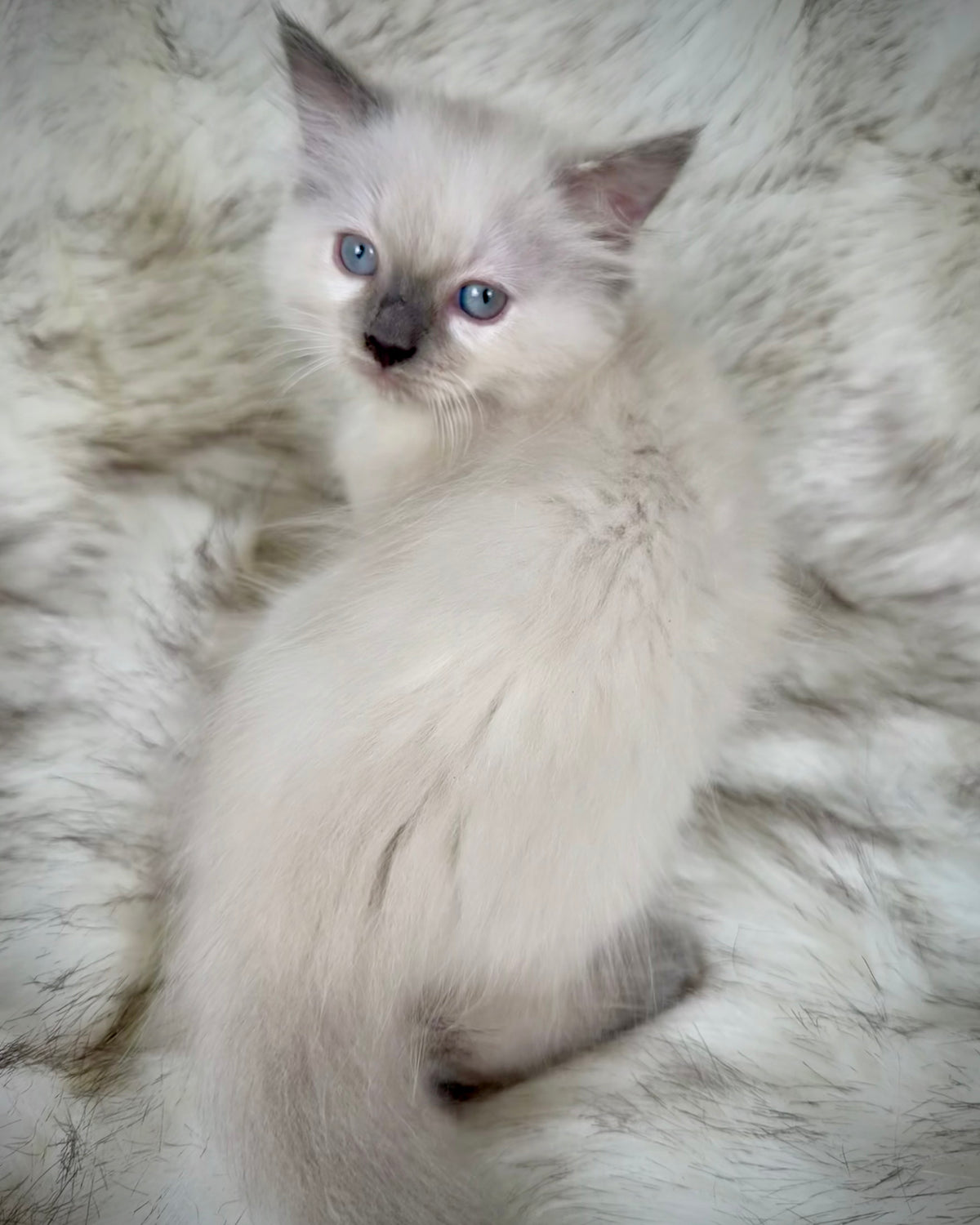 Țrinity   - FEMALE  - blue point tortie