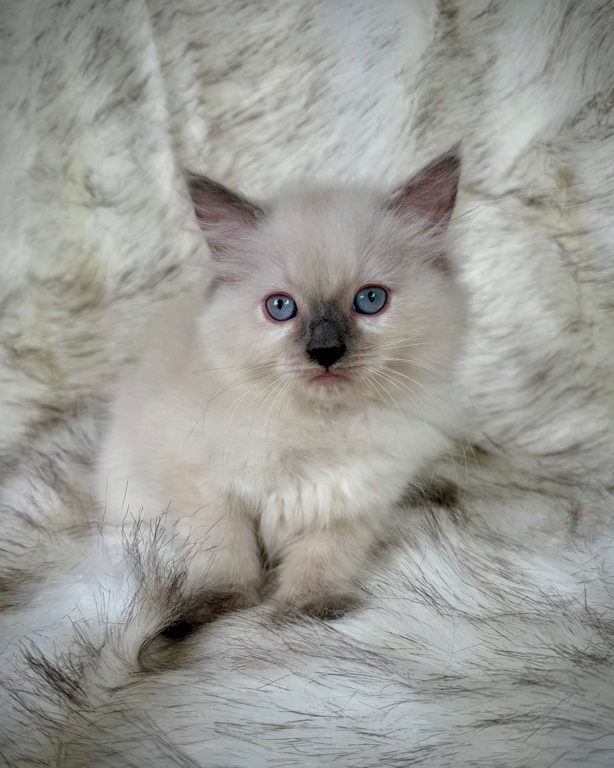 Țrinity   - FEMALE  - blue point tortie