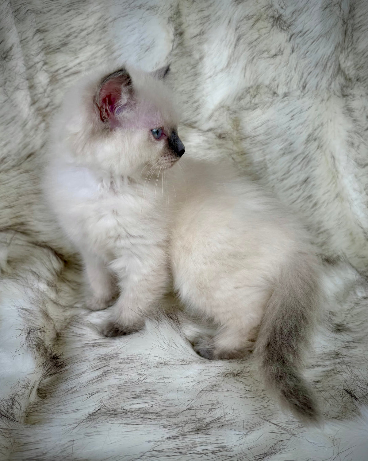 Țrinity   - FEMALE  - blue point tortie