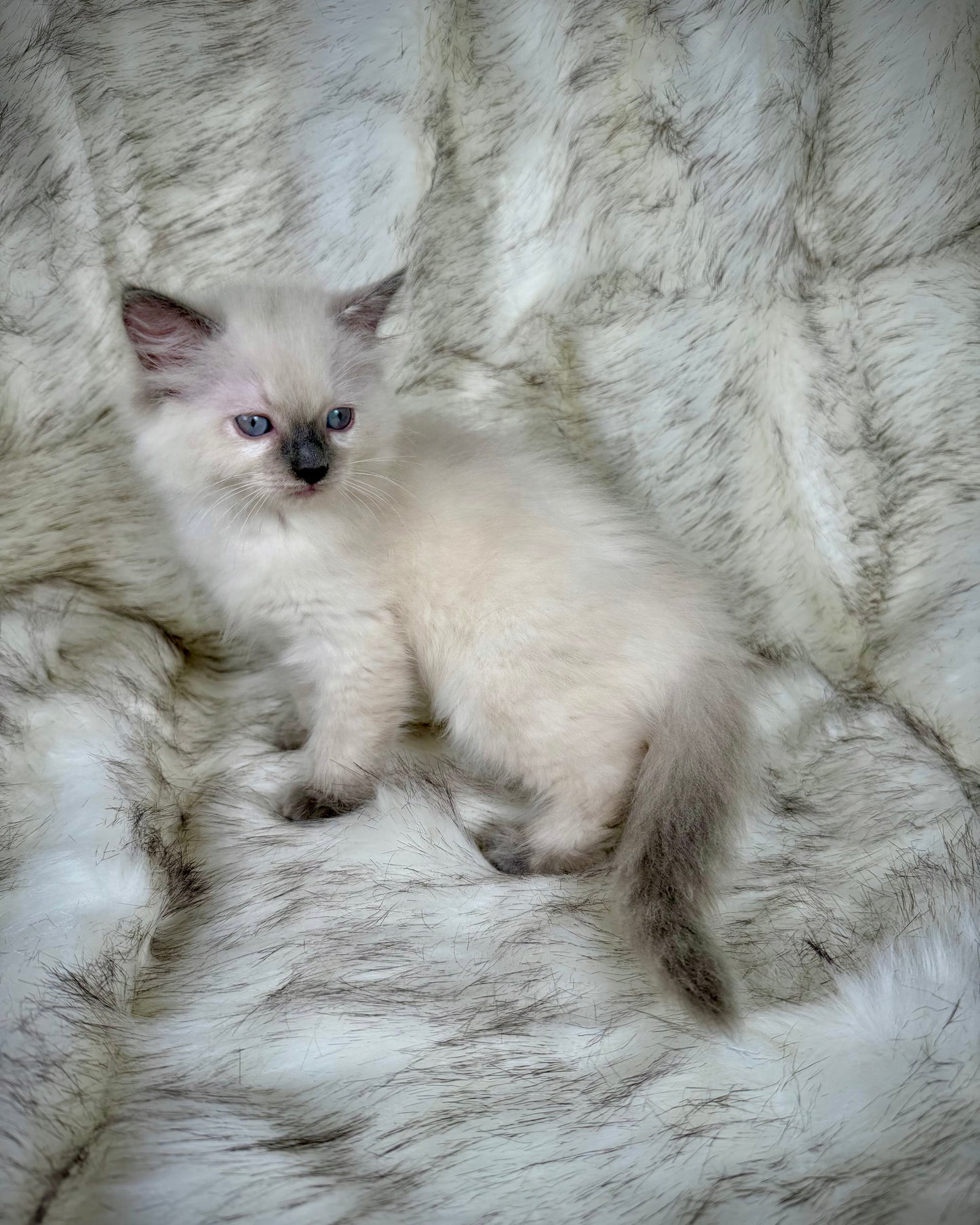Țrinity   - FEMALE  - blue point tortie