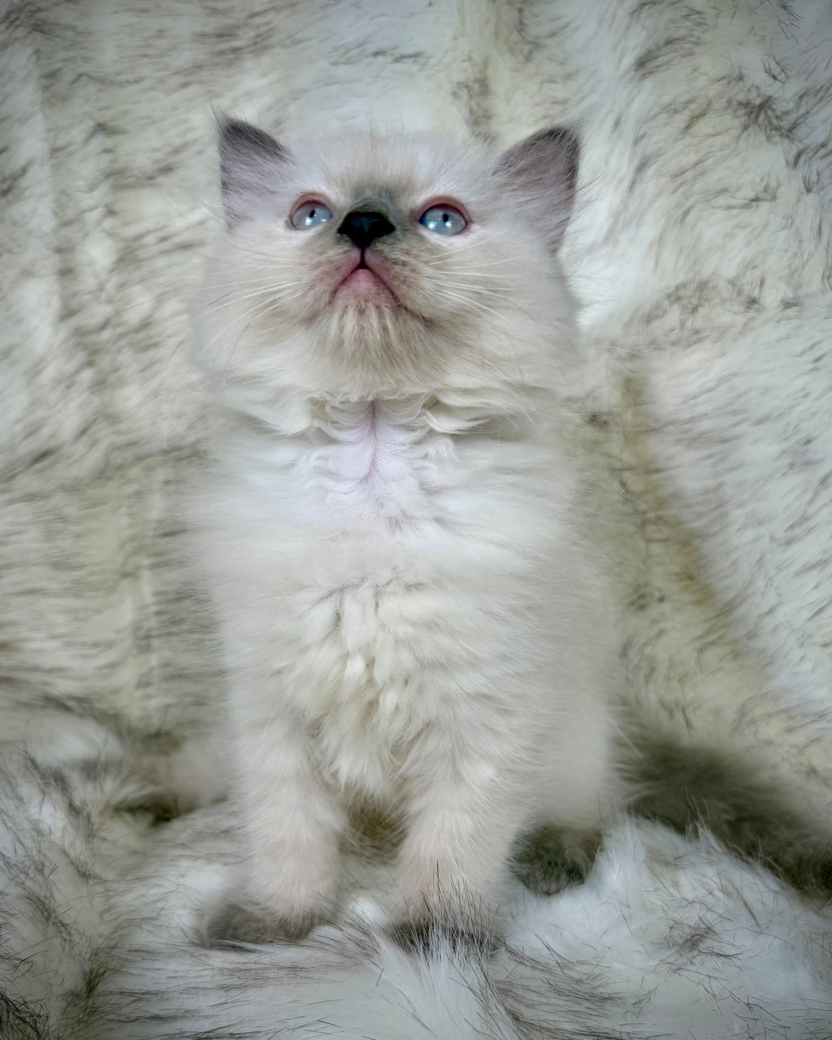 Țrinity   - FEMALE  - blue point tortie