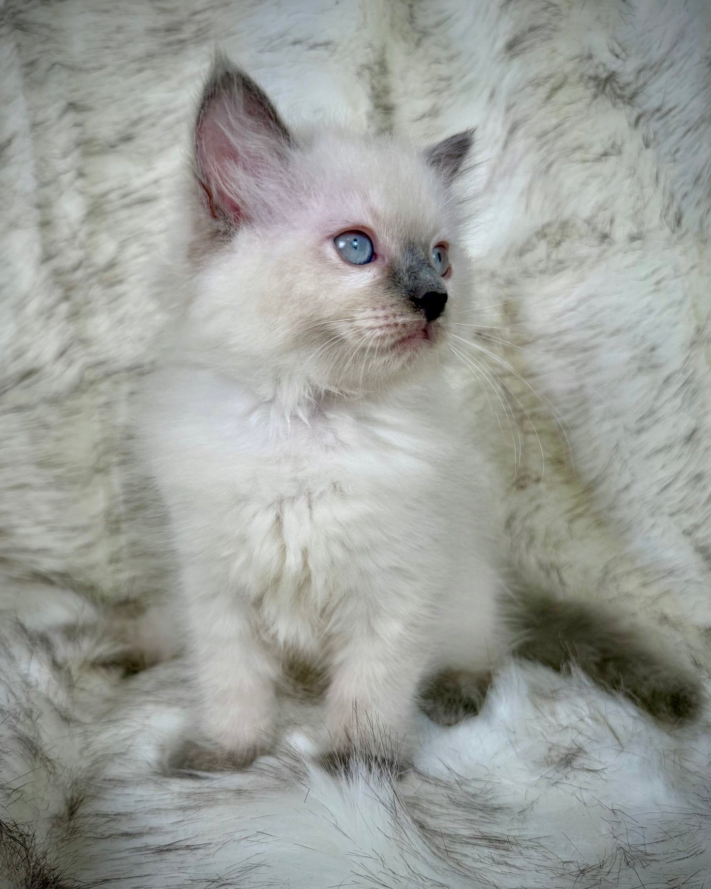 Țrinity   - FEMALE  - blue point tortie