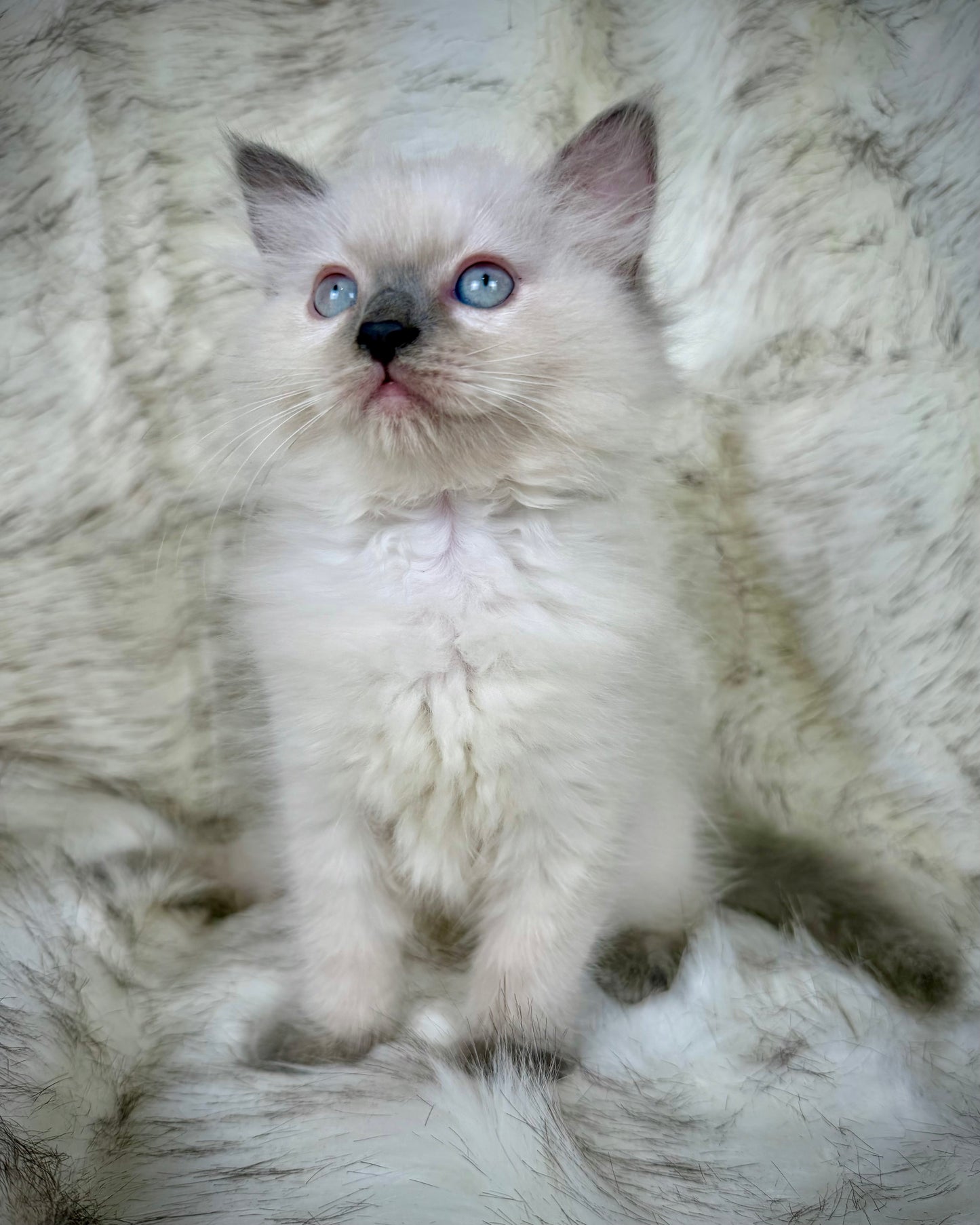 Țrinity   - FEMALE  - blue point tortie