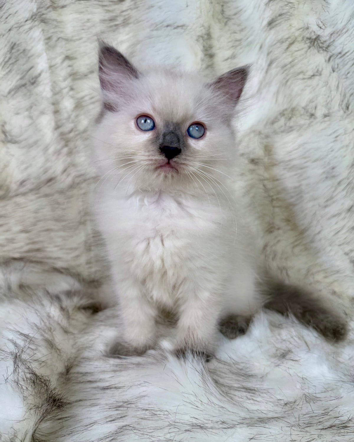 Țrinity   - FEMALE  - blue point tortie