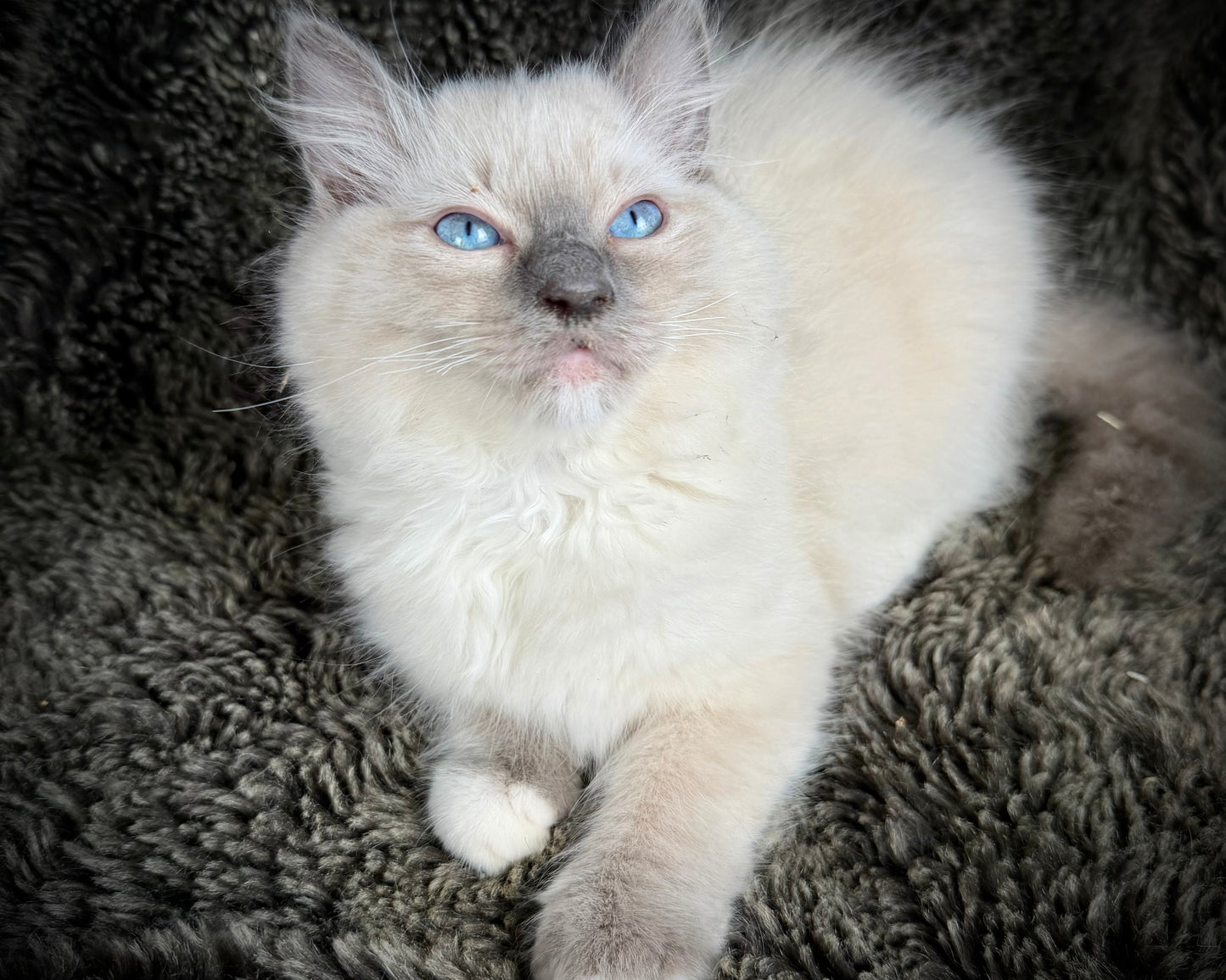 grasshopper -MALE - chocolate point mitted