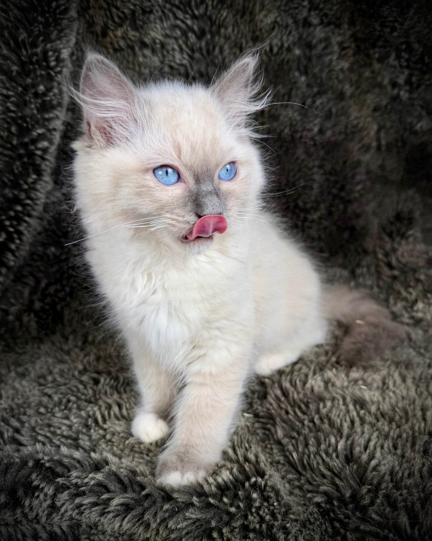 grasshopper -MALE - chocolate point mitted