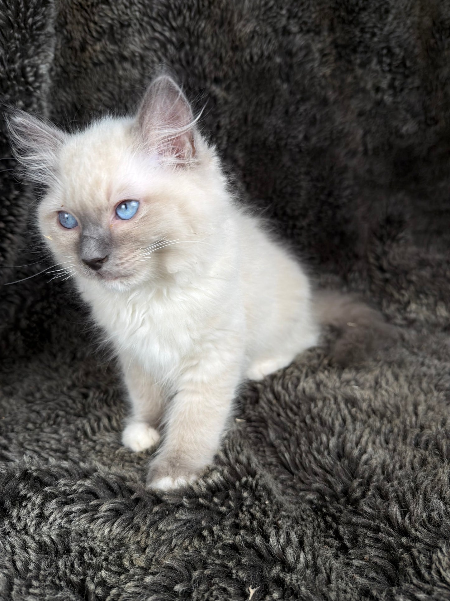 grasshopper -MALE - chocolate point mitted