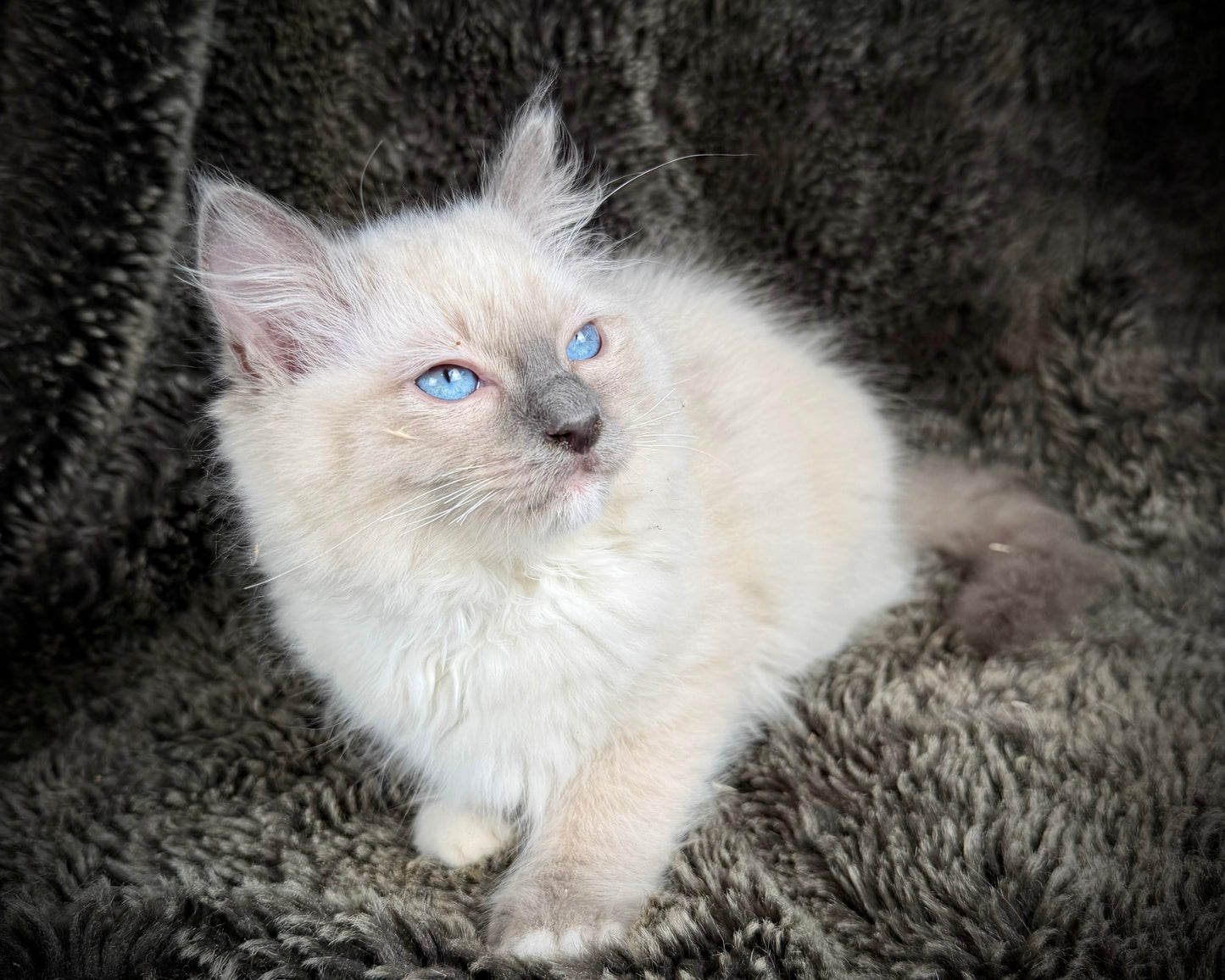 grasshopper -MALE - chocolate point mitted