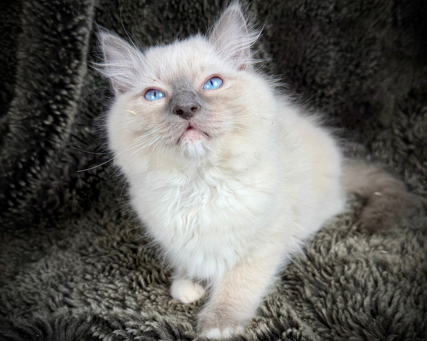 grasshopper -MALE - chocolate point mitted