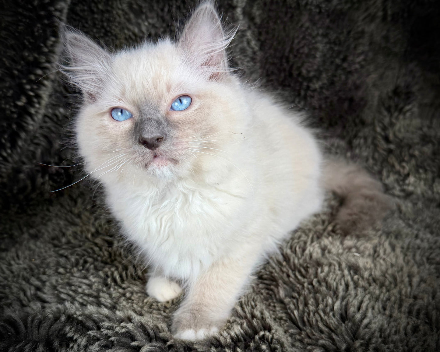 grasshopper -MALE - chocolate point mitted