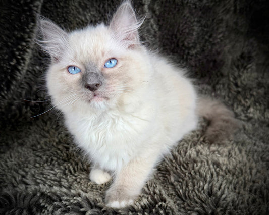 grasshopper -MALE - chocolate point mitted