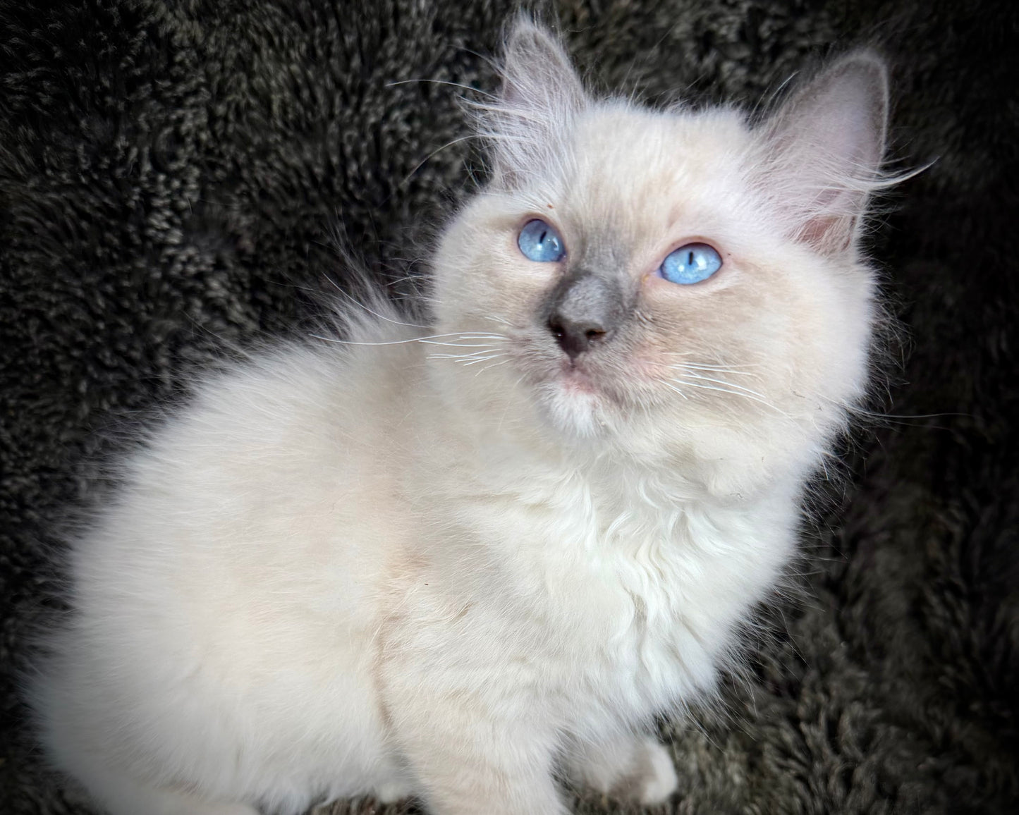grasshopper -MALE - chocolate point mitted