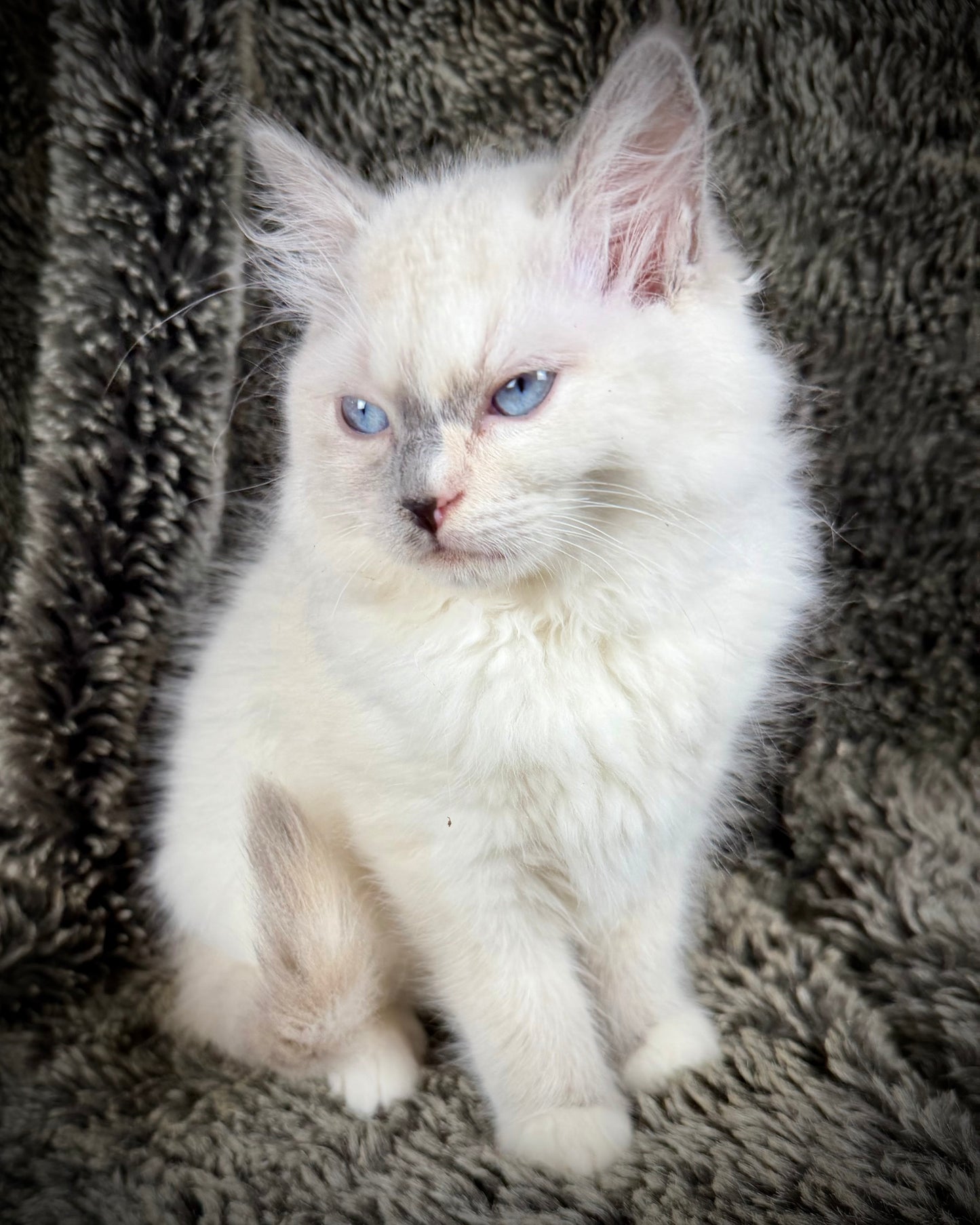 Shortcake  - FEMALE - blue cream tortie