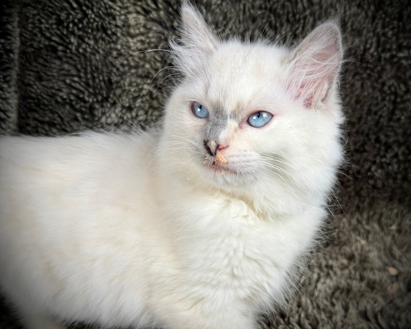 Shortcake  - FEMALE - blue cream tortie