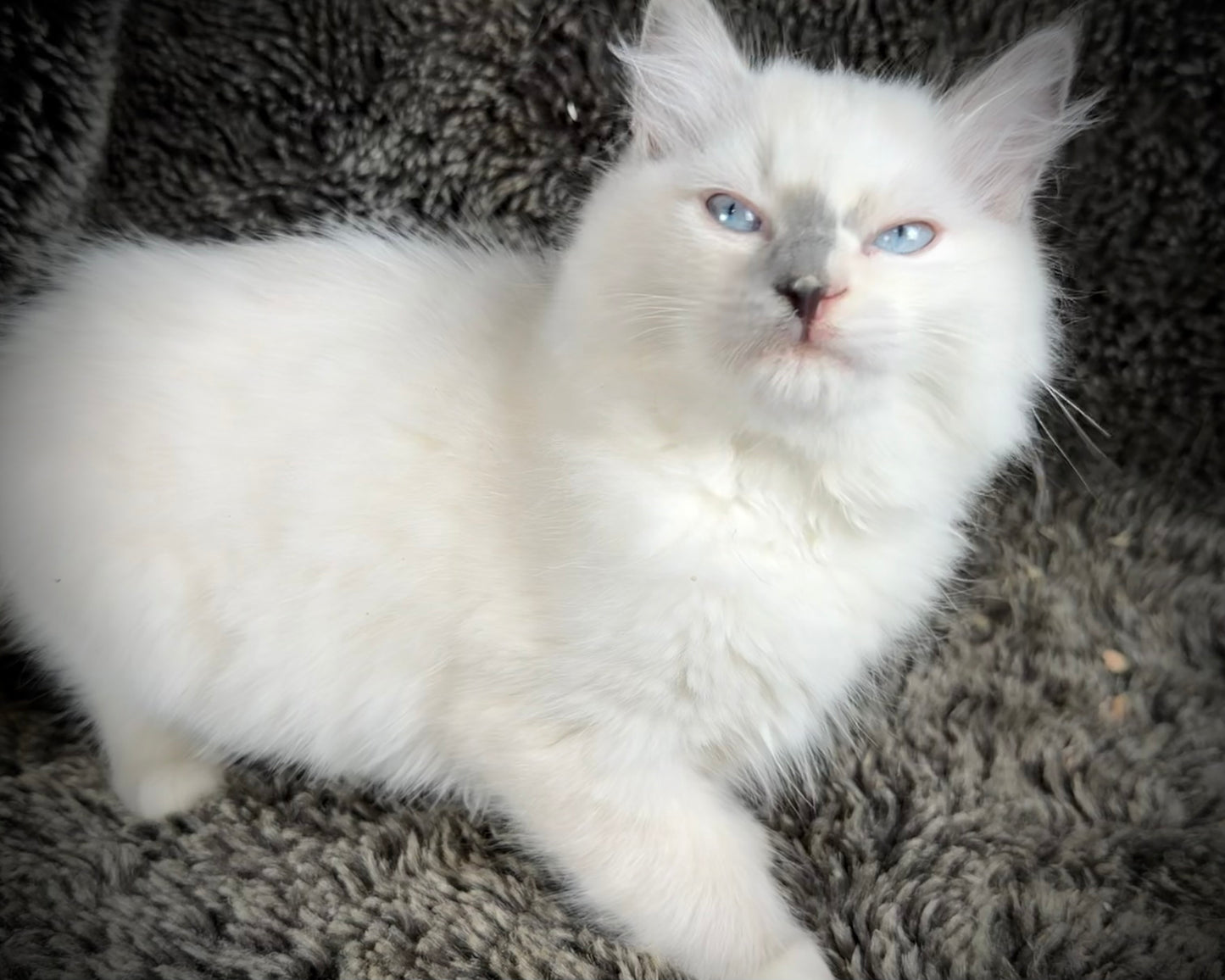 Shortcake  - FEMALE - blue cream tortie