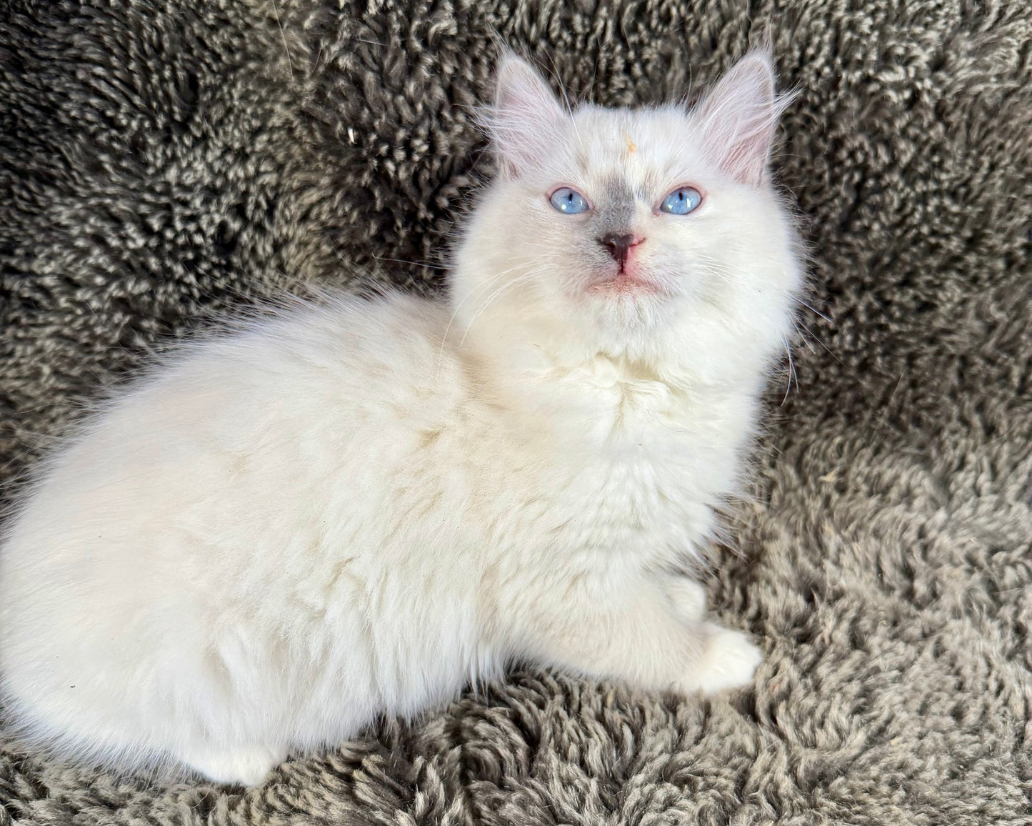 Shortcake  - FEMALE - blue cream tortie