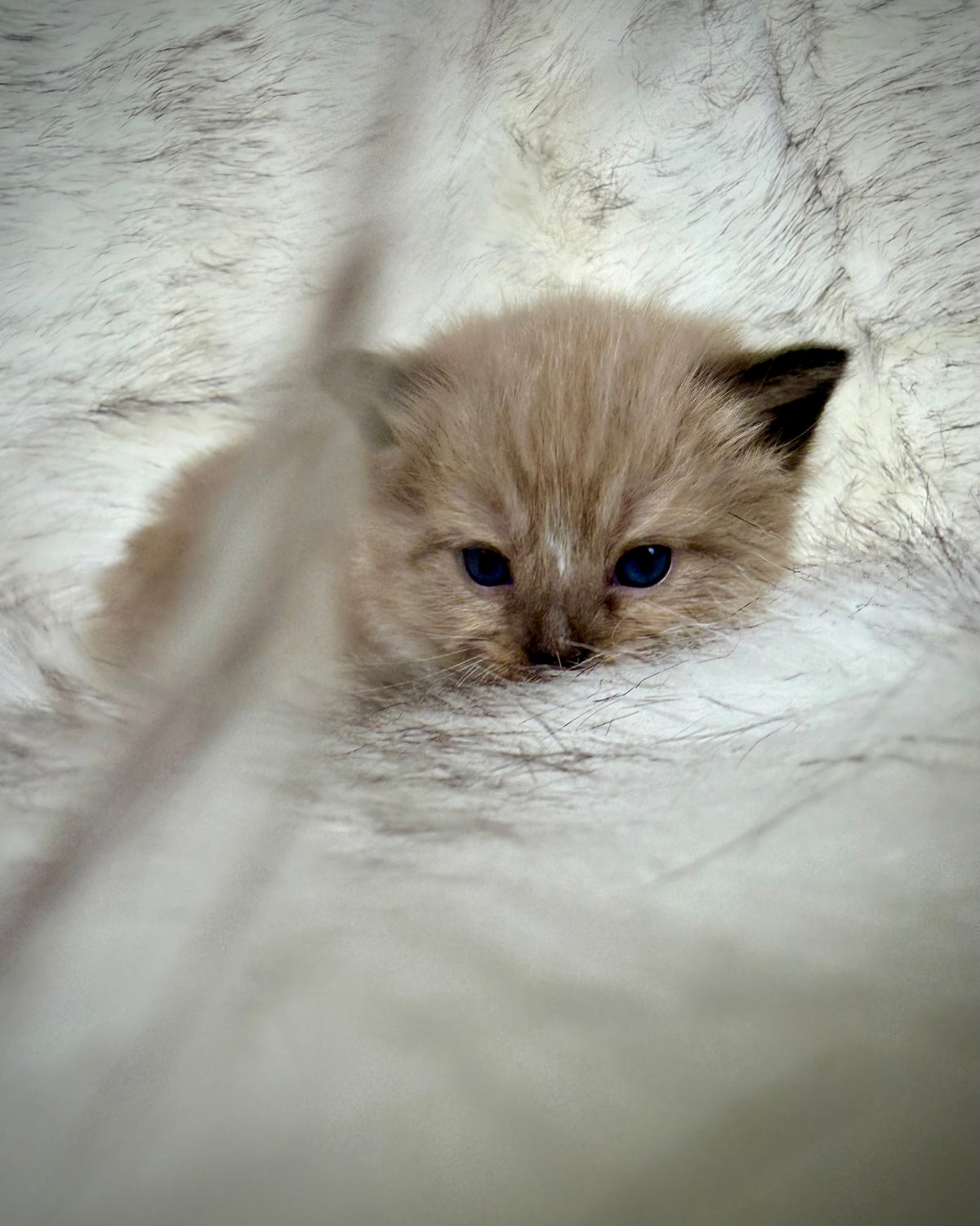 Gemelli   - FEMALE  - Seal Sepia/Mink mitted with Blaze