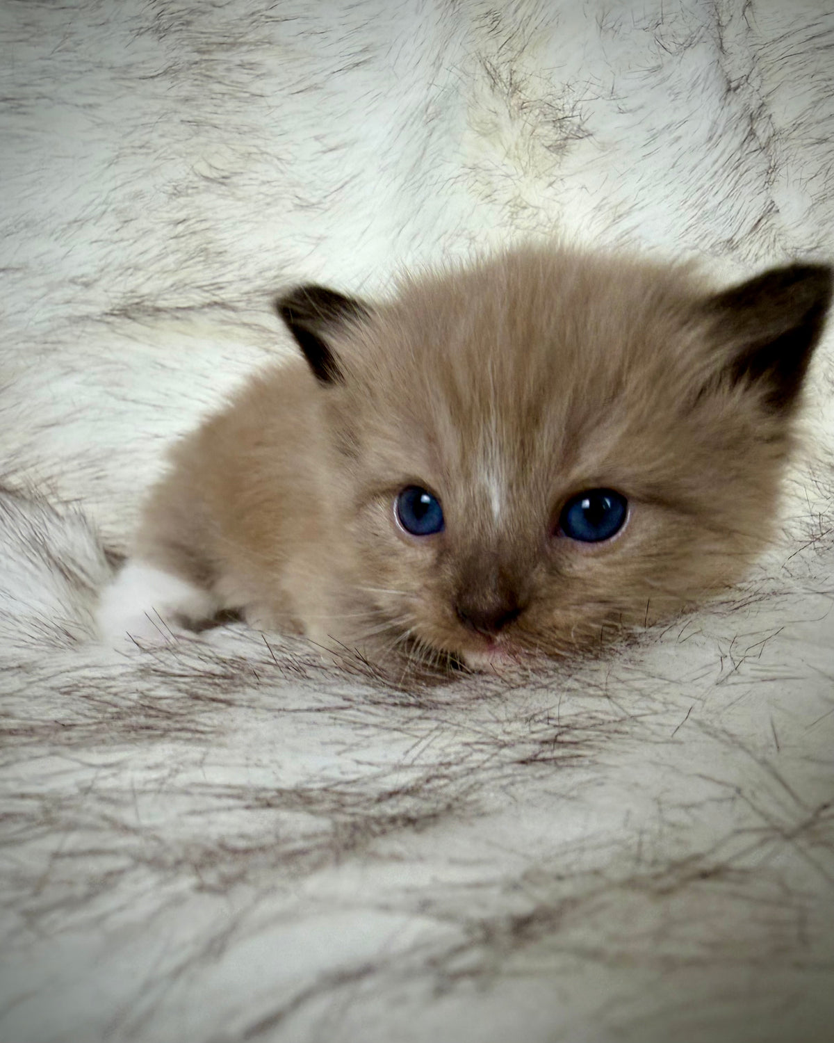 Gemelli   - FEMALE  - Seal Sepia/Mink mitted with Blaze