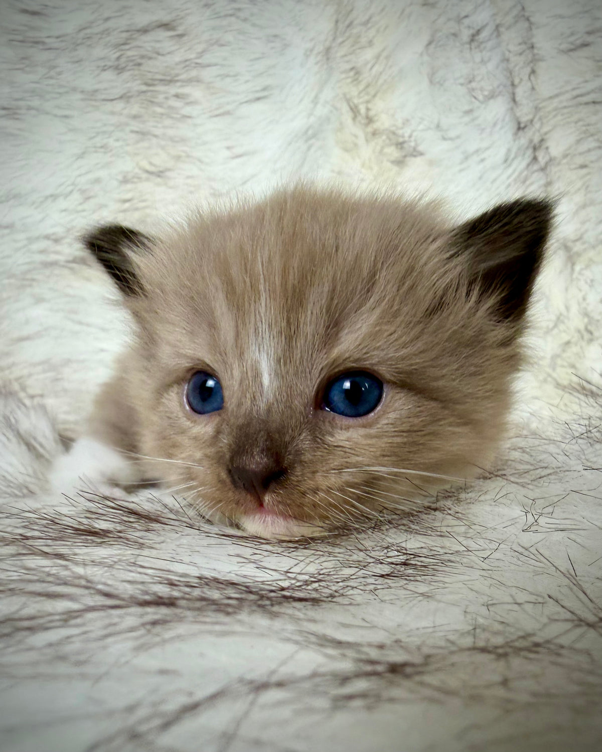 Gemelli   - FEMALE  - Seal Sepia/Mink mitted with Blaze