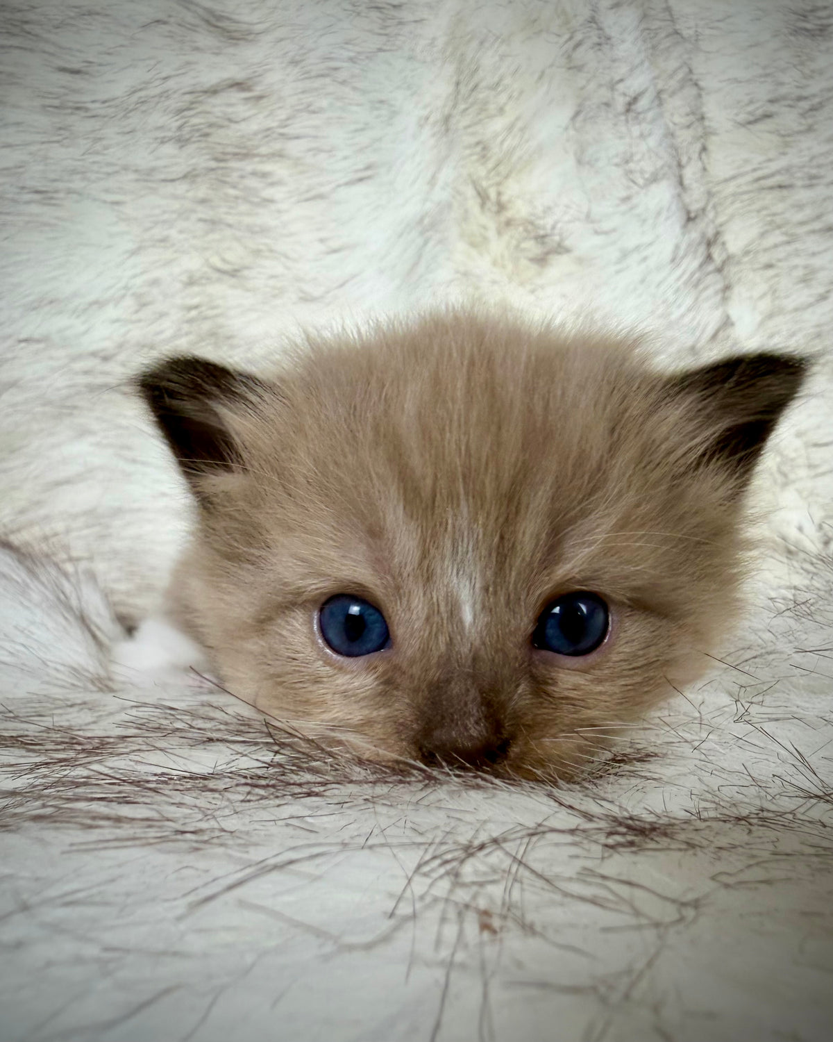 Gemelli   - FEMALE  - Seal Sepia/Mink mitted with Blaze
