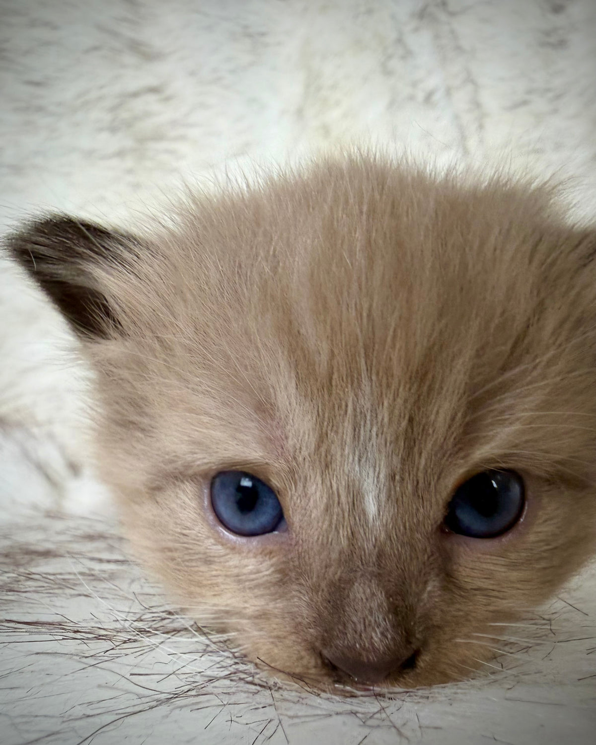 Gemelli   - FEMALE  - Seal Sepia/Mink mitted with Blaze
