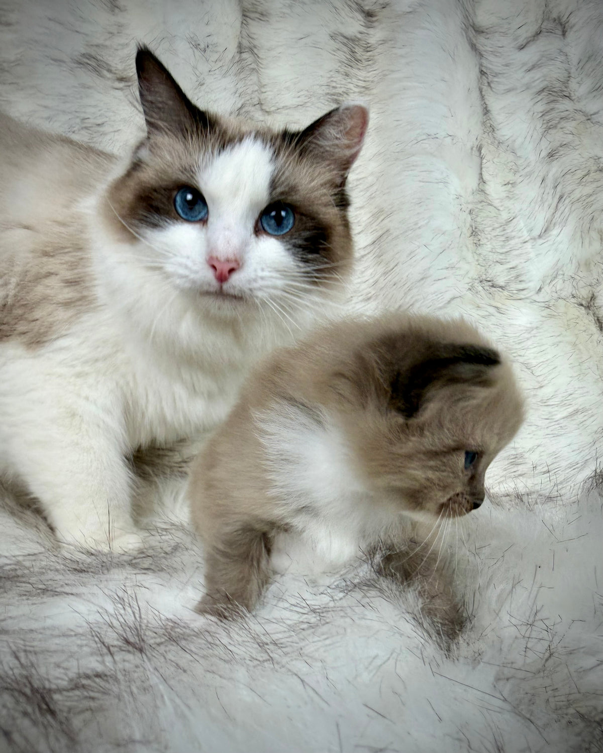 Gemelli   - FEMALE  - Seal Sepia/Mink mitted with Blaze