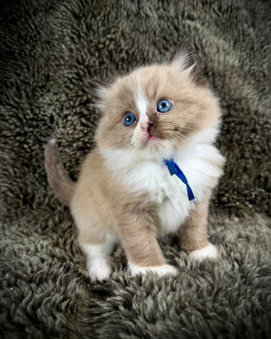 WARHOL - MALE  - seal bicolor sepia/Mink