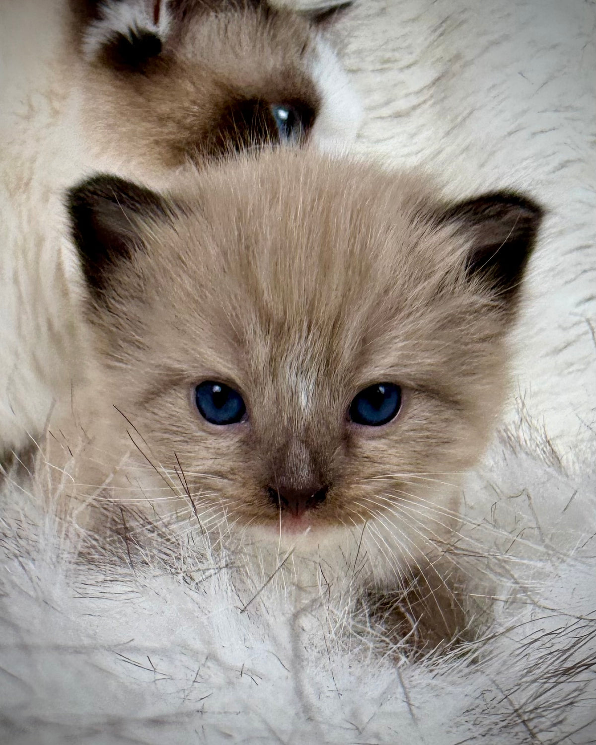 Gemelli   - FEMALE  - Seal Sepia/Mink mitted with Blaze
