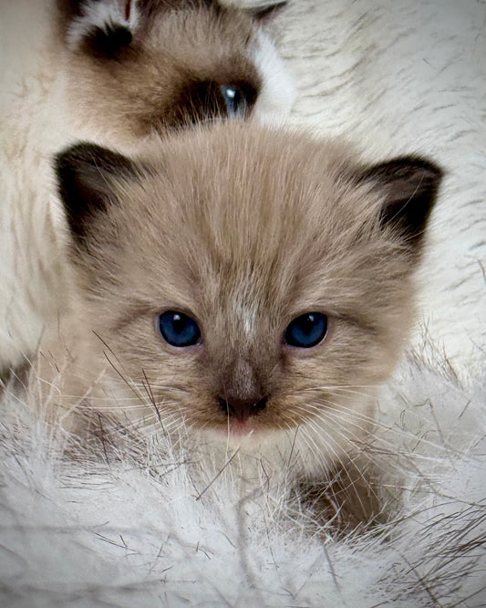 Gemelli   - FEMALE  - Seal Sepia/Mink mitted with Blaze