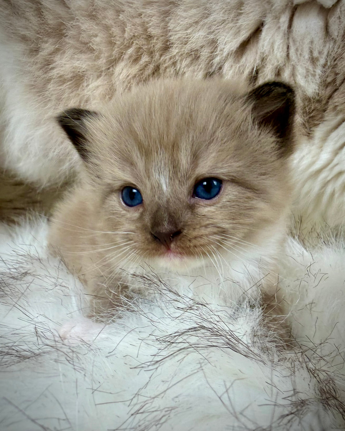 Gemelli   - FEMALE  - Seal Sepia/Mink mitted with Blaze