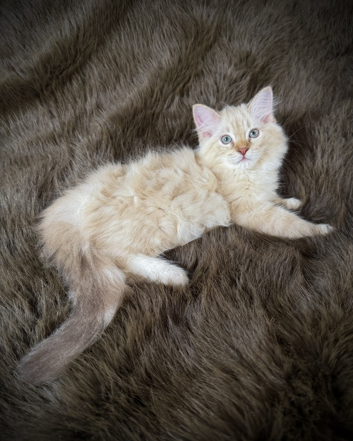 Star   - MALE  - chocolate mink lynx mitted
