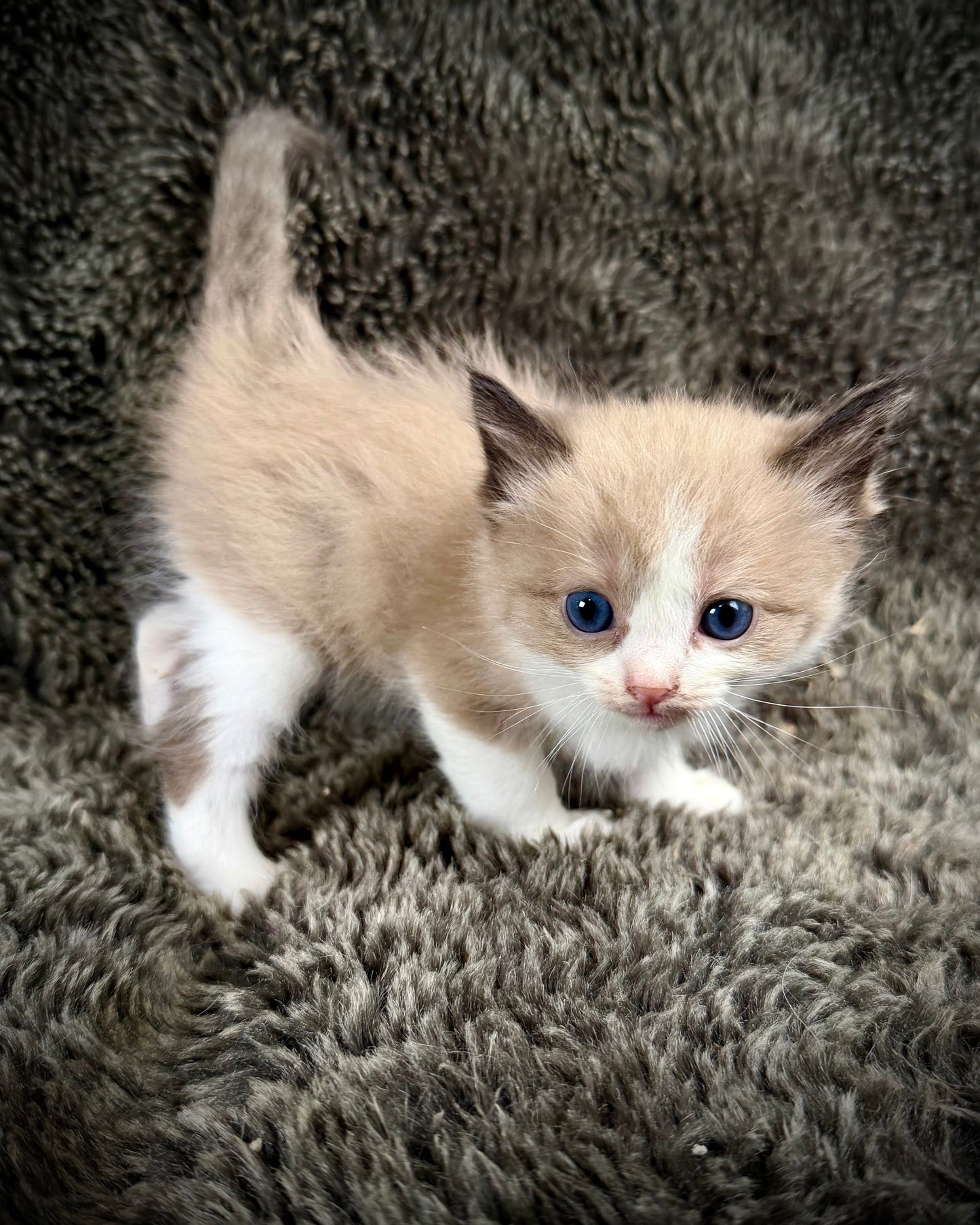 PICASSO  - MALE  - seal bicolor sepia/Mink